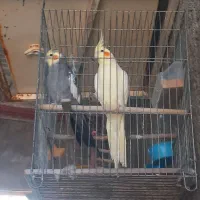 یک جفت عروس هلندی مولد