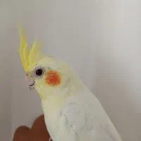 عروس هلندی لوتینو نر دستی چشم شرابی|پرنده|طبس, |دیوار