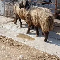 قوچ داشتی|حیوانات مزرعه|بهبهان, |دیوار