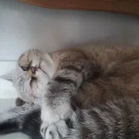 بریتیش نر دو ساله