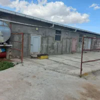 گاوداری ۷۵راس و۲۵ راس مولد