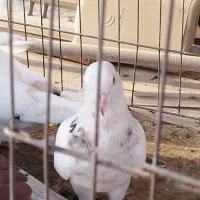 کبوتر پرشی|پرنده|کیش, |دیوار