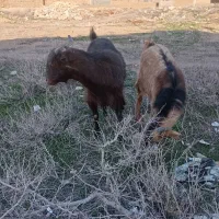 با سلام بز فروشی سر حال