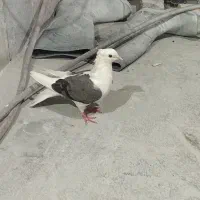 کبوتر شونی|پرنده|بروجرد, |دیوار