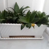 گلدان و گل سانسوریا و گلدون مشکی