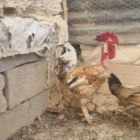 17 عدد جوجه مرغ و خروس