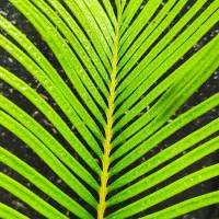 گل نخل سیکاس یوکا کاکتوس صخره ای پروانه ای