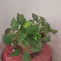 گل وگلدان طبیعی دیفن باخیا و پتوس|گل و گیاه طبیعی|تهران, صادقیه|دیوار