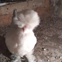 جوجه سلطان