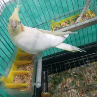 عروس هلندی ماده