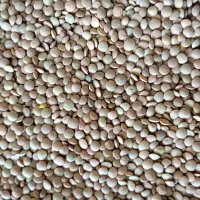 حبوبات و خشک بار انواع لوبیا|عمدهفروشی|بهمن, |دیوار