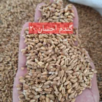 گندم بذر احسان و تکتاز بوجار شده و آماده کشت.|خدمات باغبانی و درختکاری|آق قلا, |دیوار