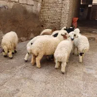 بره یاگوسفند|حیوانات مزرعه|اهواز, منازل کارون|دیوار