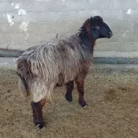 کاوه میش تهه بختیاری|حیوانات مزرعه|دهدشت, |دیوار