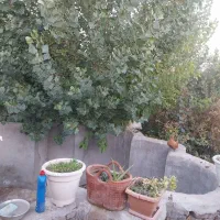 خاته ویلایی در ملاباشی کارشناسان