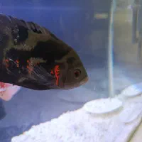 ۲ اسکار سالم و زیبا و پرجنب‌وجوش