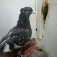 کفتر جوجه سینه نرکاکلی پرپا