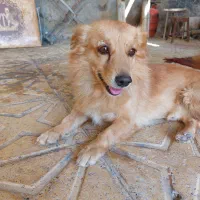 گمشده.حوالی دهخیر