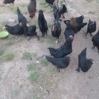 تخم مرغ نطفه دار|حیوانات مزرعه|رفسنجان, |دیوار