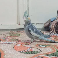 سه عدد جوجه عروس هلندی سینامون