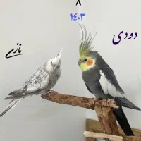 نازی و دودی عاشق پیشه|پرنده|قم, پردیسان|دیوار