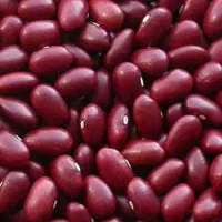 فروش لوبیا