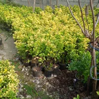 شمشاد طلایی|عمدهفروشی|چابکسر, |دیوار