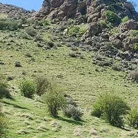 هرس کردن و بریدن درخت