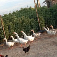 غاز نر گوشتی