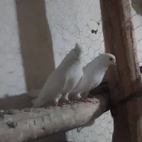 سفید نوک جمع|پرنده|مرند, |دیوار