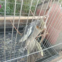 عروس هلندی ۷۰۰|پرنده|گرمسار, |دیوار