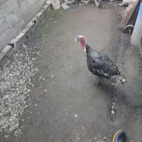 بوقلمون خروس