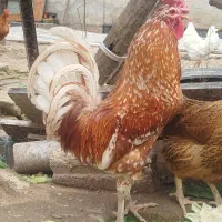 خروس گلین خال پلنگ