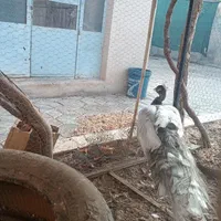 طاووس شکلاتی شانه سیاه ، اوپال و ویولت ، لیدی