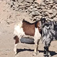 هیکلی|حیوانات مزرعه|سراوان, |دیوار