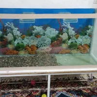 آکواریوم|ماهی|مشهد, رضاییه|دیوار