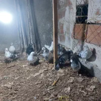 کبوتر هوایی|پرنده|ساری, |دیوار