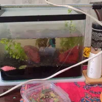 اکواریوم فانتزی