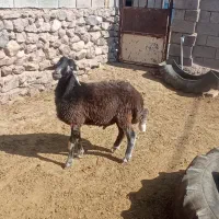 بره سبز هترو