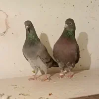 تهرانی. ساعتی بالا ۵ ساعت