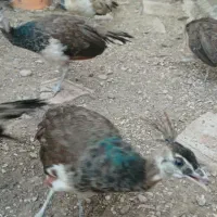 جوجه طاووس