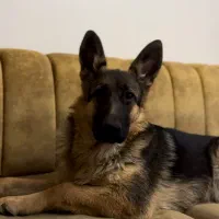 سگ ژرمن ورک لاین کلاسیک اصل