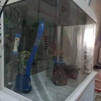 اکواریوم شرکتی|ماهی|دماوند, گیلاوند|دیوار