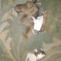 فروشی افغانی اصل|سگ|خاش, |دیوار