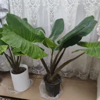گیاه بابام آدم