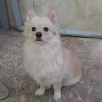 پامر اشپیتز