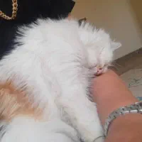 واگذاری رایگان