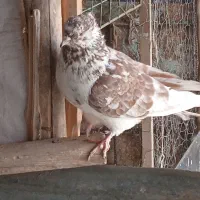 کبو تر گرگی سرکله دار|پرنده|آق قلا, |دیوار