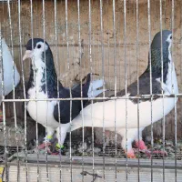 چپ سیاه نر و ساده سیاه لچکی ماده آس