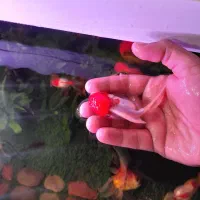 گلدفیشهای گریدبالا|ماهی|اردبیل, |دیوار